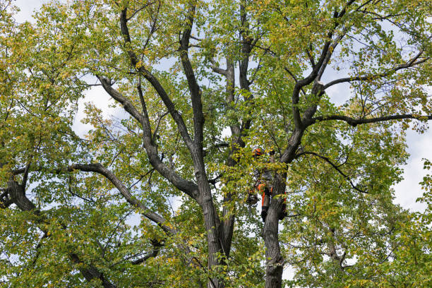 Best Tree Removal Service  in Semmes, AL